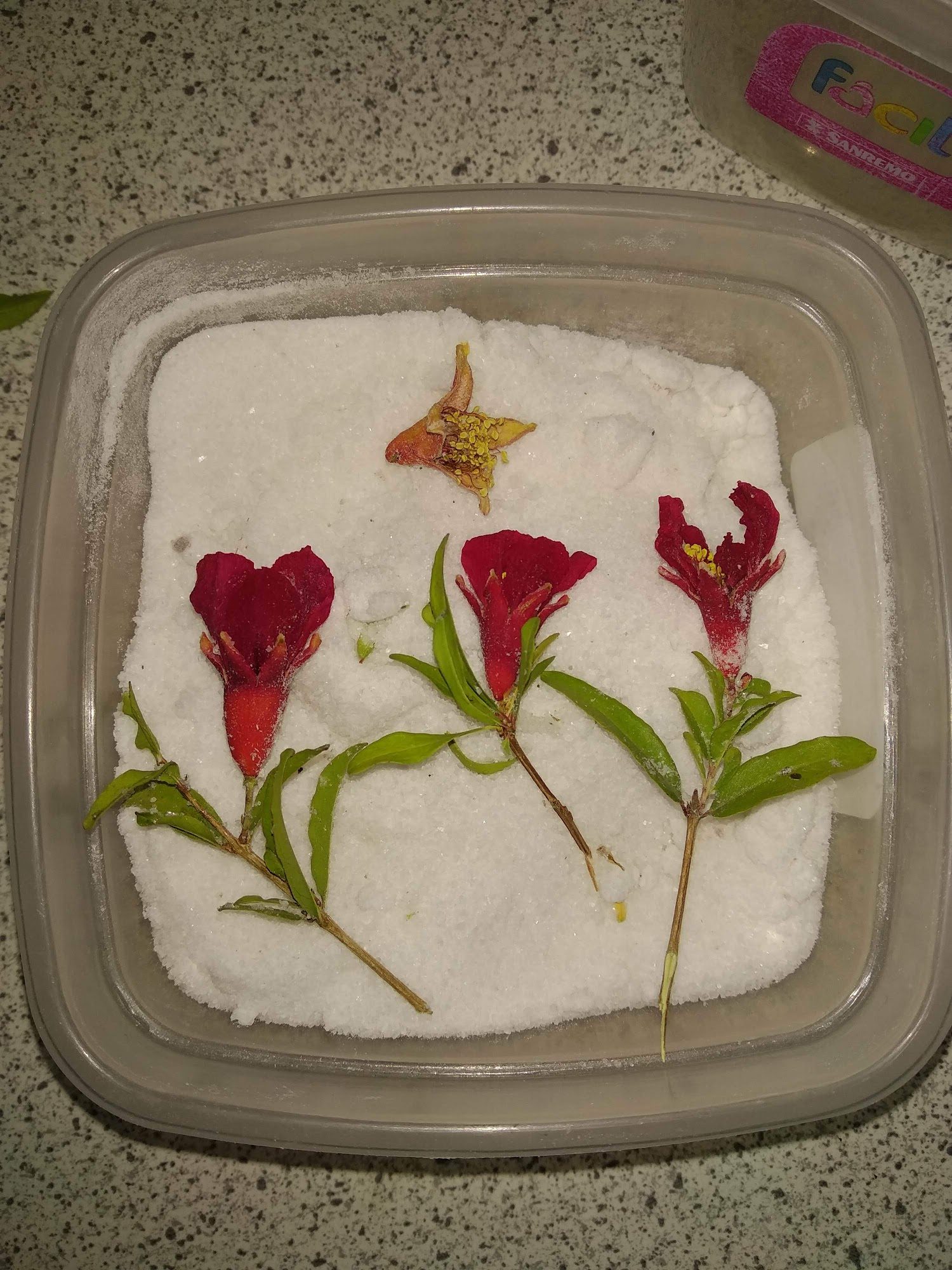 Dry flowers — image 1