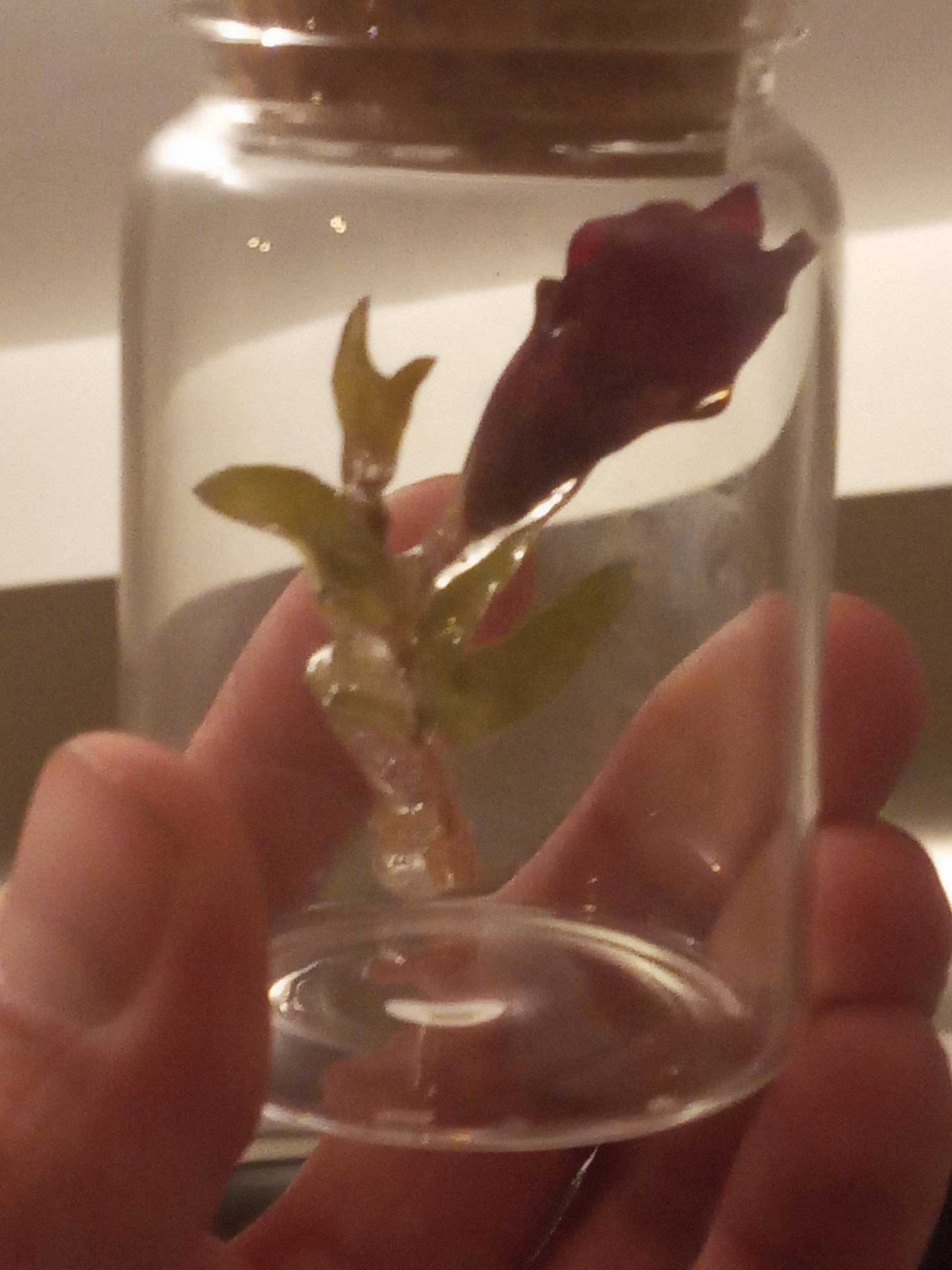 Dry flowers — image 10