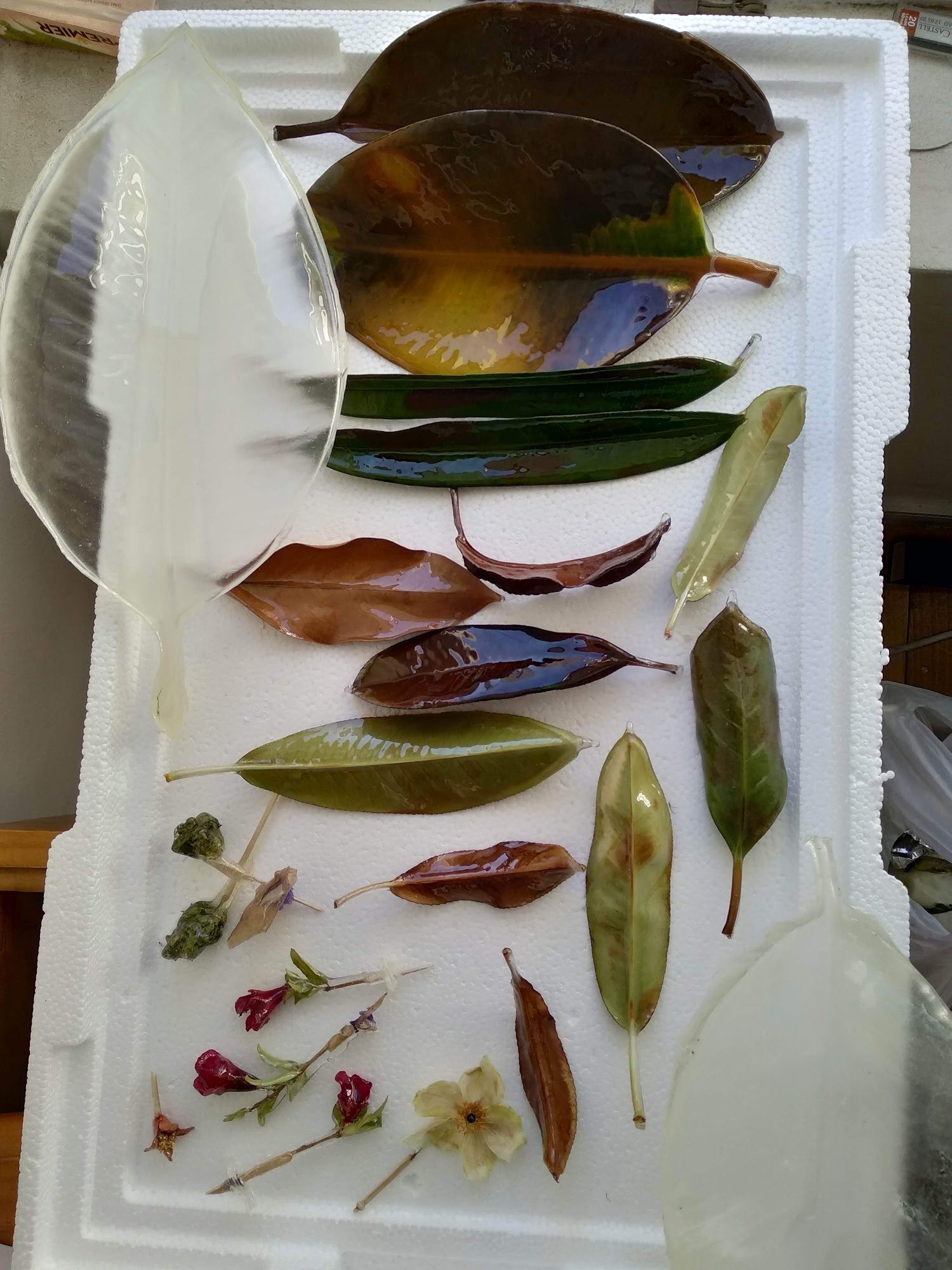 Dry flowers — image 11