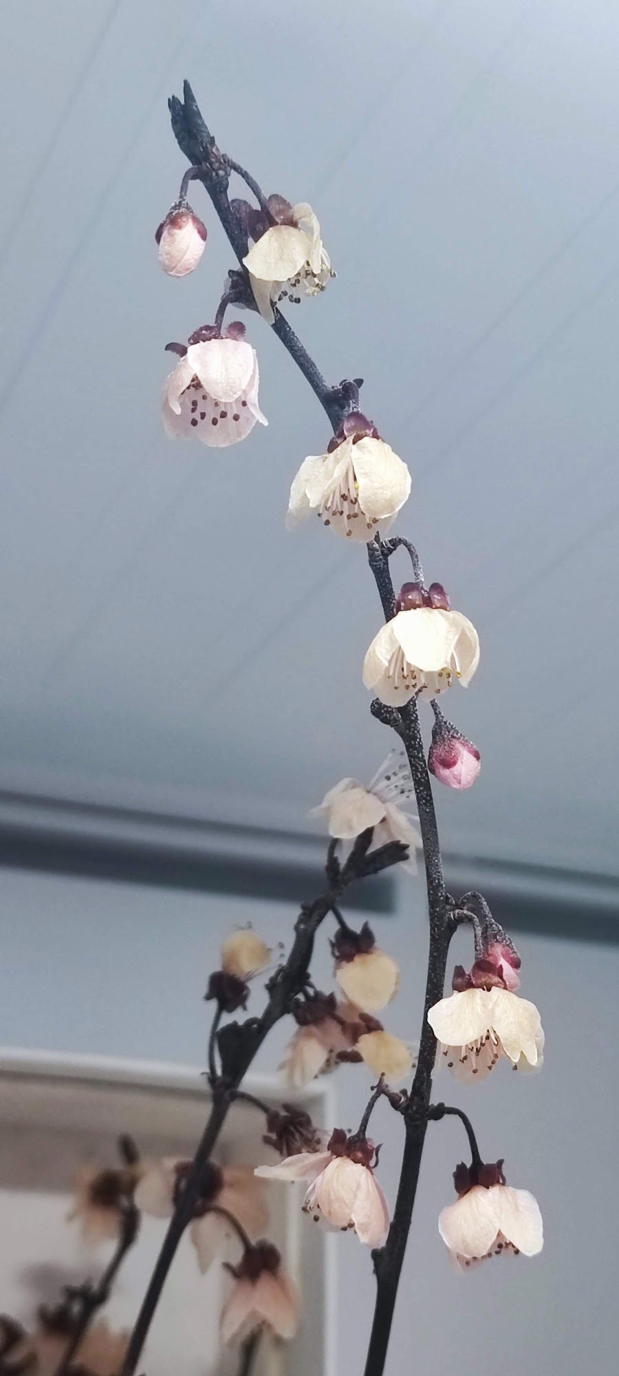 Dry flowers — image 13