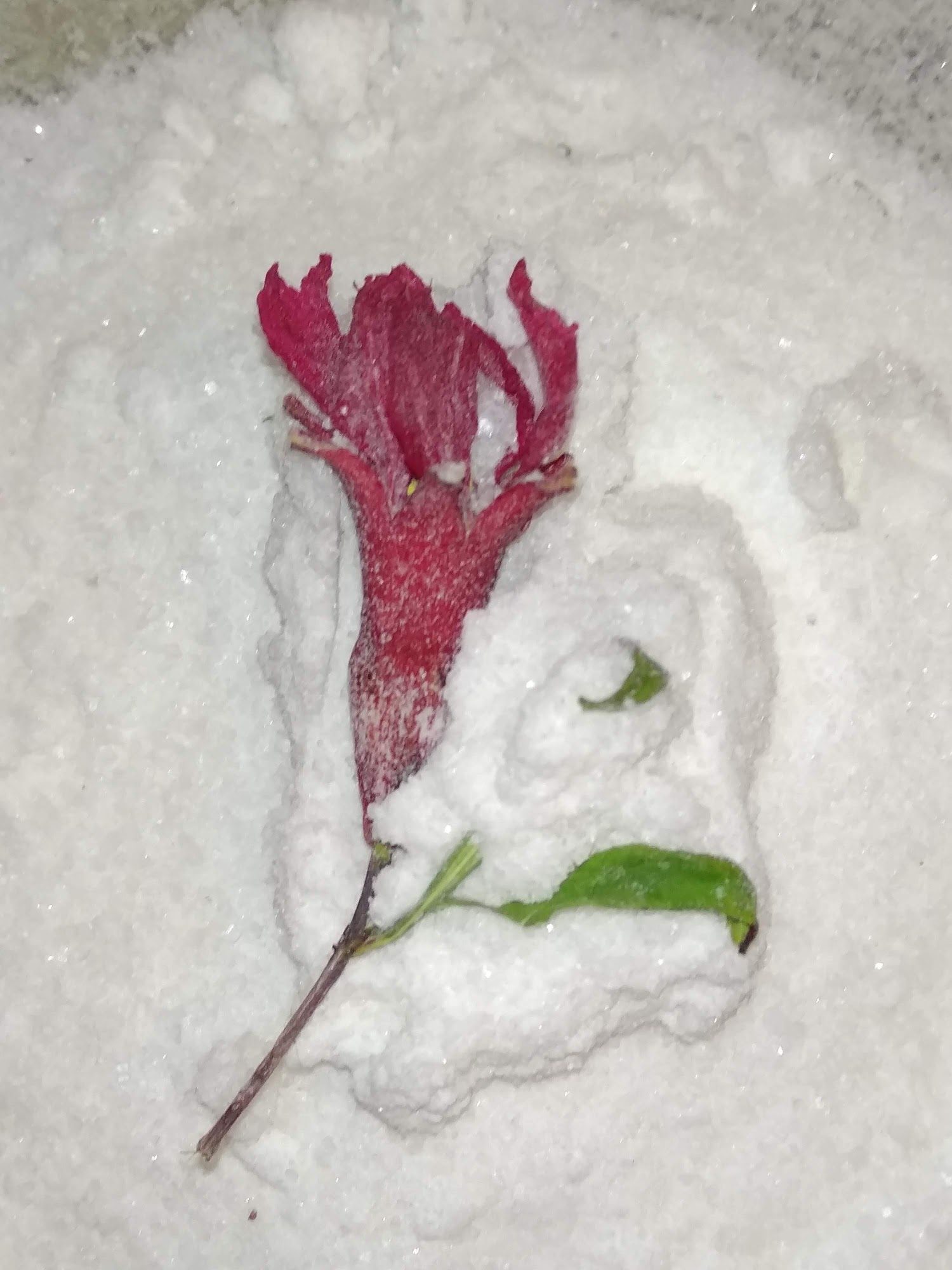 Dry flowers — image 2