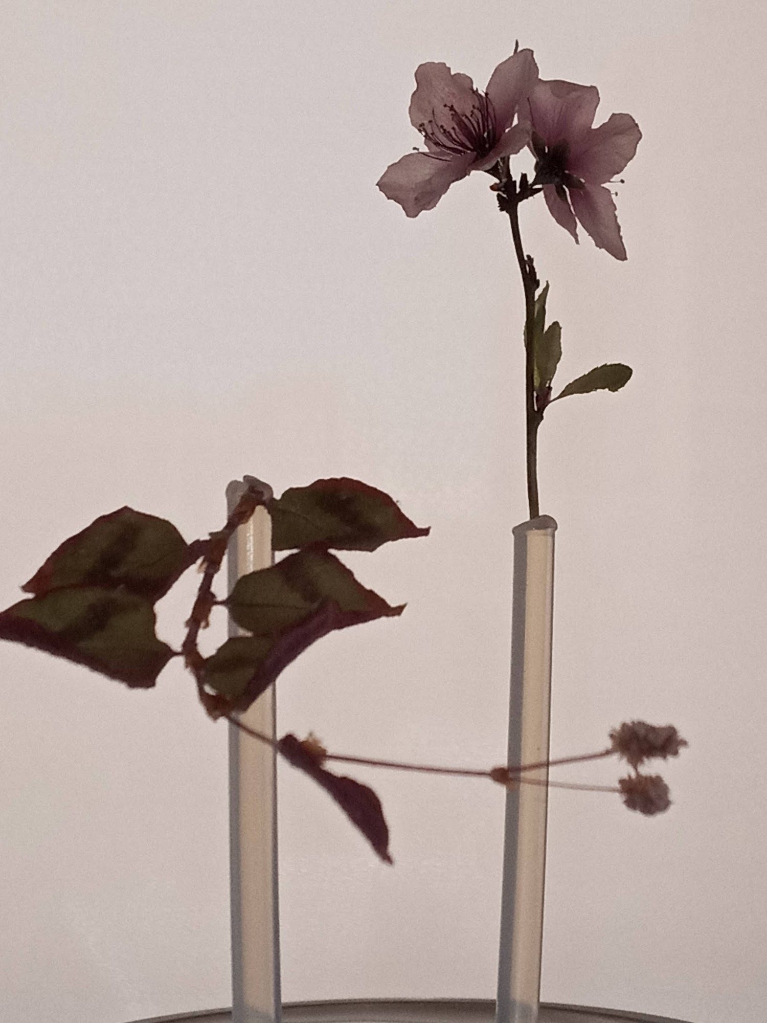 Dry flowers — image 8