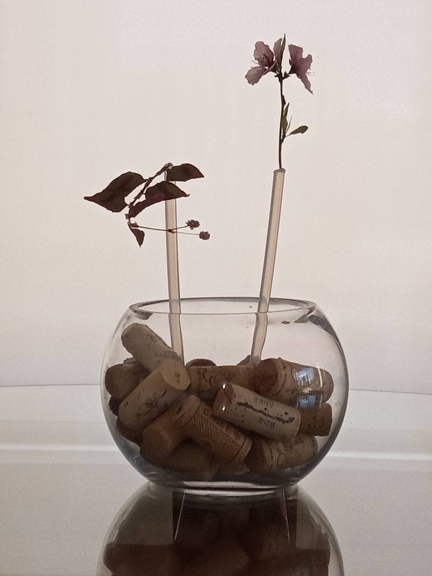 Dry flowers — image 9